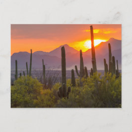 Woestijn cactus zonsondergang, Arizona Briefkaart