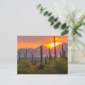 Woestijn cactus zonsondergang, Arizona Briefkaart (Staand voorkant)