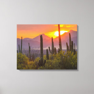 Woestijn cactus zonsondergang, Arizona Canvas Afdruk