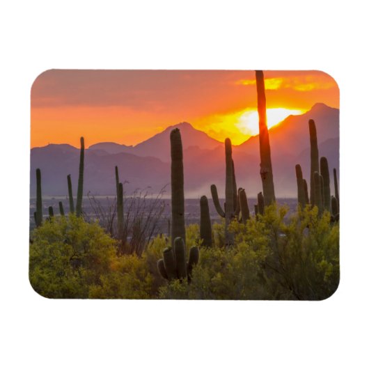 Woestijn cactus zonsondergang, Arizona Magneet (Horizontaal)