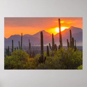 Woestijn cactus zonsondergang, Arizona Poster