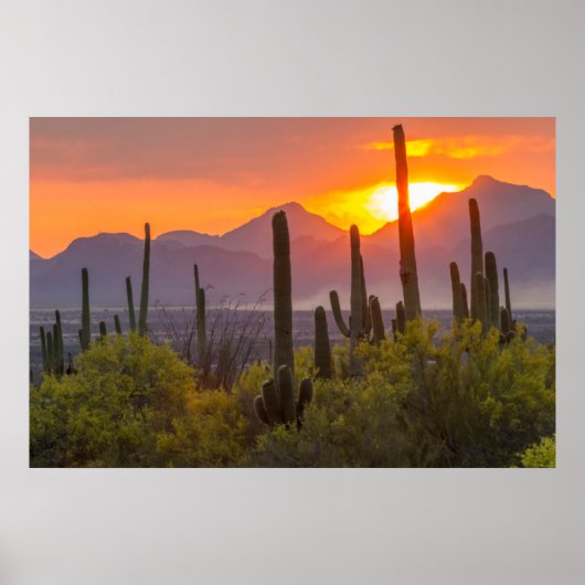 Woestijn cactus zonsondergang, Arizona Poster (Voorkant)