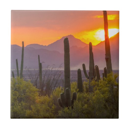 Woestijn cactus zonsondergang, Arizona Tegeltje (Voorkant)