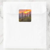 Woestijn cactus zonsondergang, Arizona Vierkante Sticker (Tas)