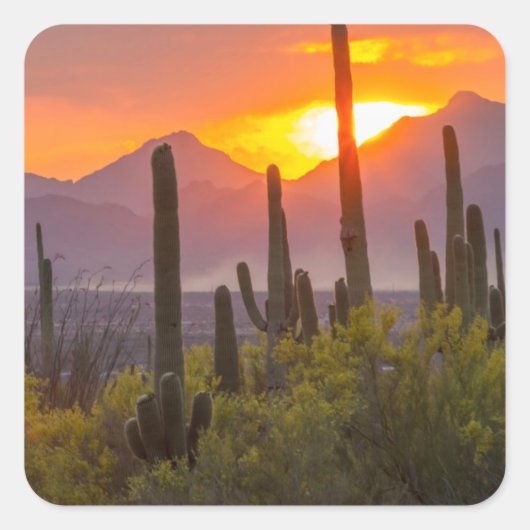Woestijn cactus zonsondergang, Arizona Vierkante Sticker (Voorkant)