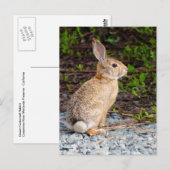 woestijn Cottontail Rabbit Briefkaart (Voorkant / Achterkant)