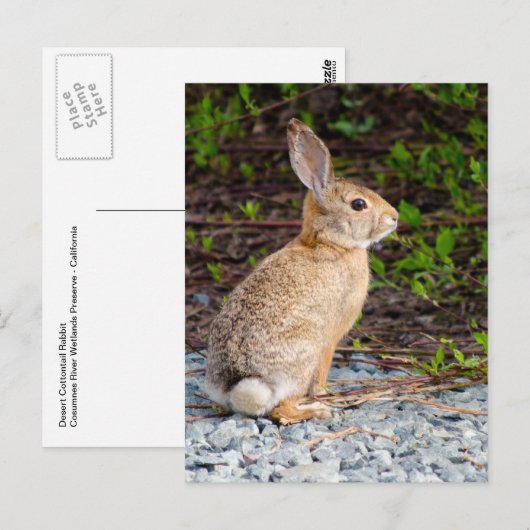 woestijn Cottontail Rabbit Briefkaart (Voorkant / Achterkant)
