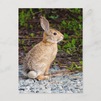 woestijn Cottontail Rabbit Briefkaart
