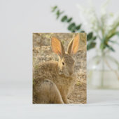 woestijn Cottontail Rabbit Briefkaart (Staand voorkant)