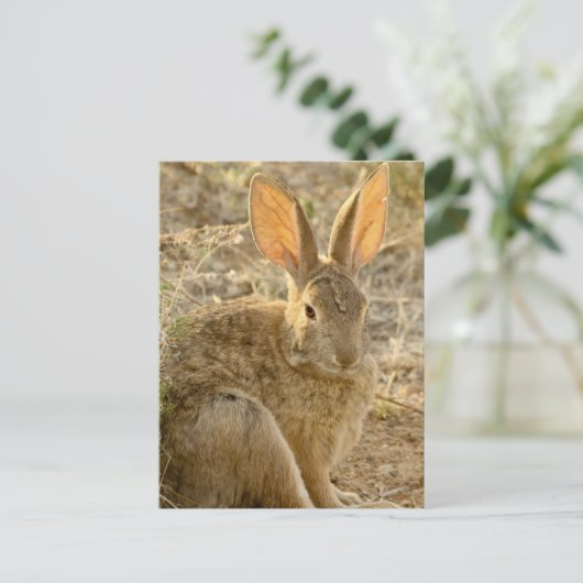 woestijn Cottontail Rabbit Briefkaart (Staand voorkant)