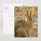 woestijn Cottontail Rabbit Briefkaart (Voorkant / Achterkant)