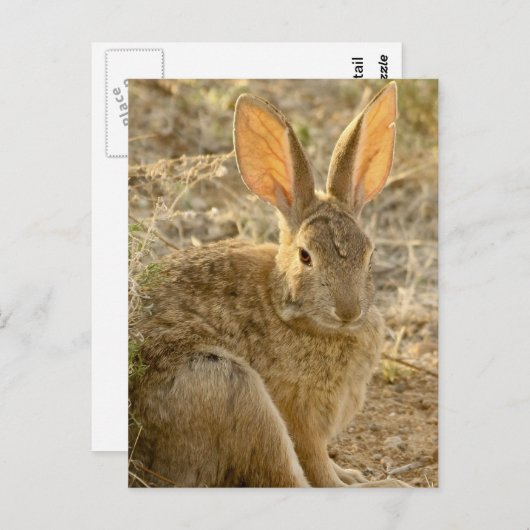 woestijn Cottontail Rabbit Briefkaart (Voorkant / Achterkant)