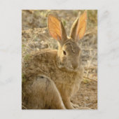 woestijn Cottontail Rabbit Briefkaart (Voorkant)