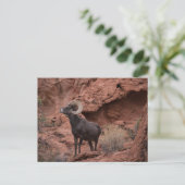 Woestijn-Dikhoornschaap - Valley of Fire State Par Briefkaart (Staand voorkant)