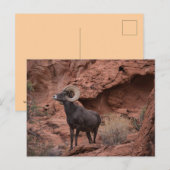 Woestijn-Dikhoornschaap - Valley of Fire State Par Briefkaart (Voorkant / Achterkant)