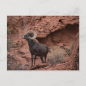Woestijn-Dikhoornschaap - Valley of Fire State Par Briefkaart (Voorkant)