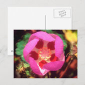 Woestijn Five Spot Wildflower Briefkaart (Voorkant / Achterkant)