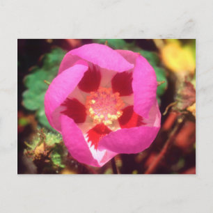 Woestijn Five Spot Wildflower Briefkaart