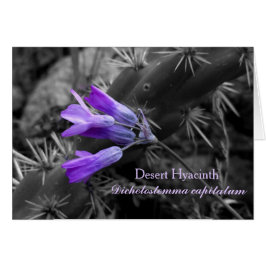 Woestijn Hyacint Bloem en Staghorn Cholla Cactus