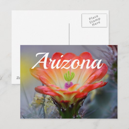 Woestijn in Bloom, Arizona Briefkaart (Voorkant / Achterkant)