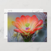 Woestijn in Bloom Briefkaart (Voorkant / Achterkant)