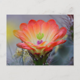 Woestijn in Bloom Briefkaart