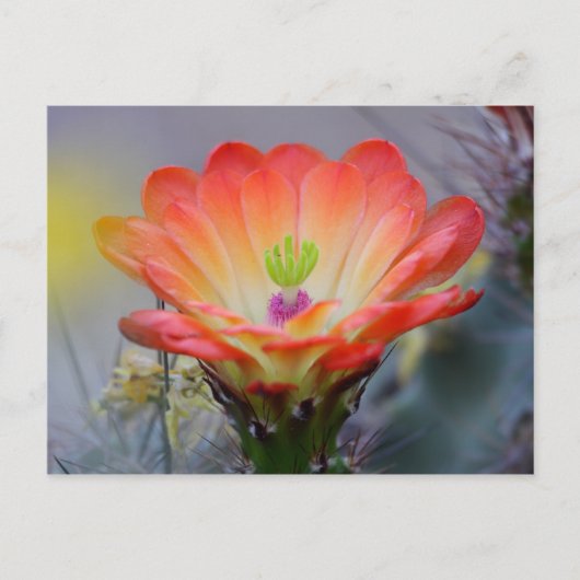 Woestijn in Bloom Briefkaart (Voorkant)