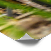 woestijn katoenstaart konijn poster (Hoek)