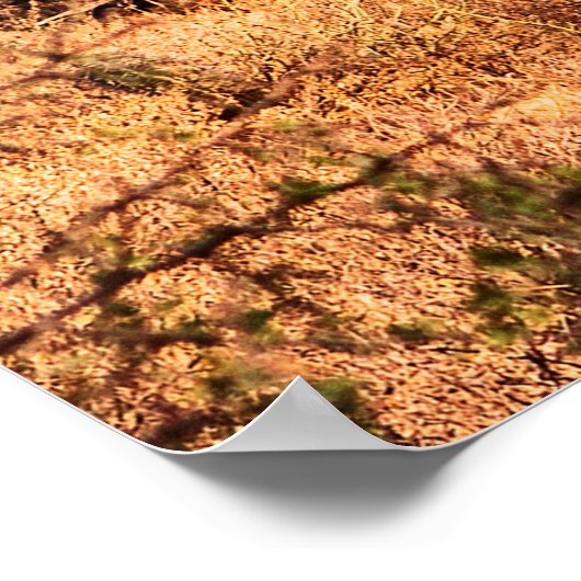 Woestijn met Saguaro cacti Poster (Hoek)