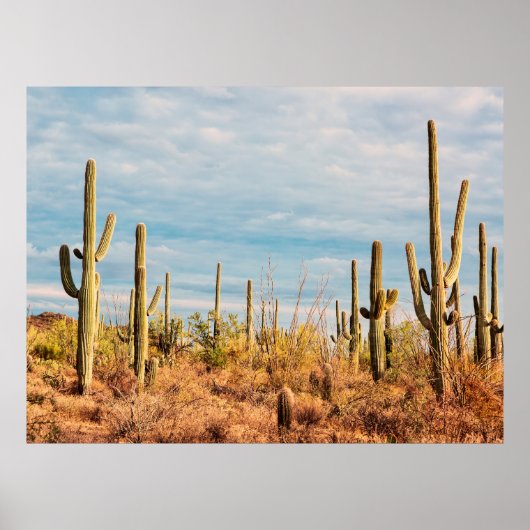Woestijn met Saguaro cacti Poster (Voorkant)