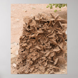 Woestijn Roos. Tunesië. Poster