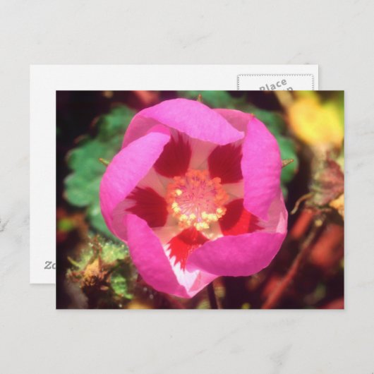 Woestijn Vijf Spot Wilde Bloem Briefkaart (Voorkant / Achterkant)