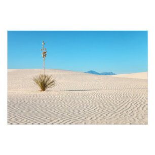 Woestijn White Sands Landschap en Yucca Foto Afdruk