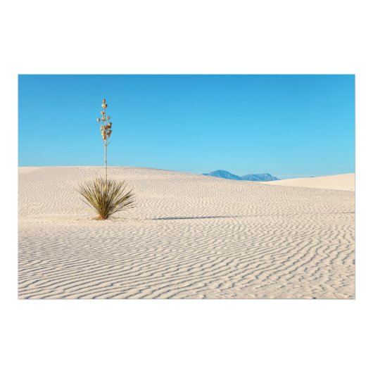 Woestijn White Sands Landschap en Yucca Foto Afdruk (Voorkant)