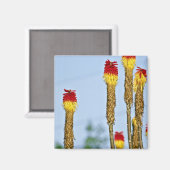 Woestijnbloei, buiten Phoenix, Arizona, Verenigde Magneet (Voorkant / Achterkant)