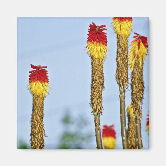 Woestijnbloei, buiten Phoenix, Arizona, Verenigde Magneet (Voorkant)