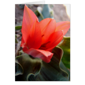 woestijnbloem