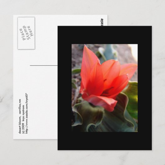 woestijnbloem briefkaart (Voorkant / Achterkant)