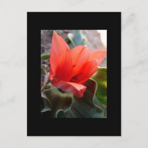 woestijnbloem briefkaart