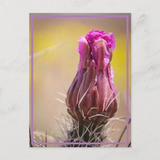 woestijnbloem briefkaart (Voorkant)
