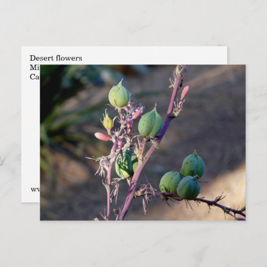 Woestijnbloemen Briefkaart (Voorkant / Achterkant)