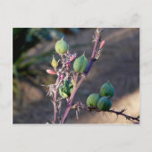 Woestijnbloemen Briefkaart (Voorkant)