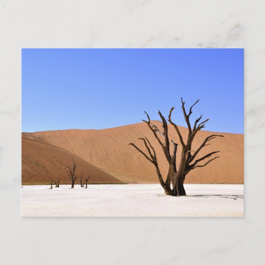 woestijnbomen briefkaart (Voorkant)