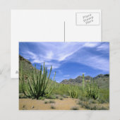woestijncactus bij het Nationaal Monument voor de  Briefkaart (Voorkant / Achterkant)