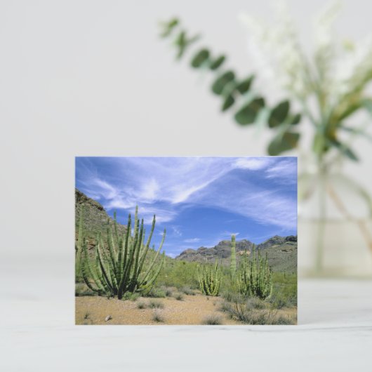 woestijncactus bij het Nationaal Monument voor de Briefkaart (Staand voorkant)