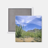 woestijncactus bij het Nationaal Monument voor de  Magneet (Voorkant / Achterkant)