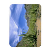 woestijncactus bij het Nationaal Monument voor de  Magneet (Verticaal)