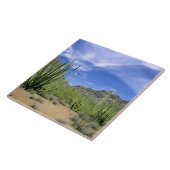 woestijncactus bij het Nationaal Monument voor de  Tegeltje (Zijkant)