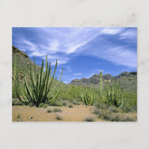 Woestijncactus bij Organ Pipe National Monument, Briefkaart