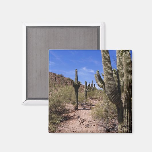Woestijncactus in Arizona Magneet (Voorkant / Achterkant)